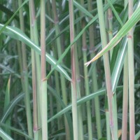 Elephant Grass